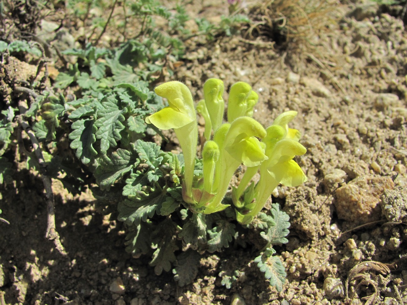 Image of genus Scutellaria specimen.