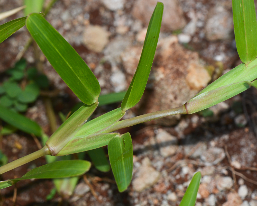 Image of Stenotaphrum dimidiatum specimen.