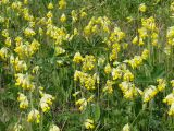 Primula macrocalyx