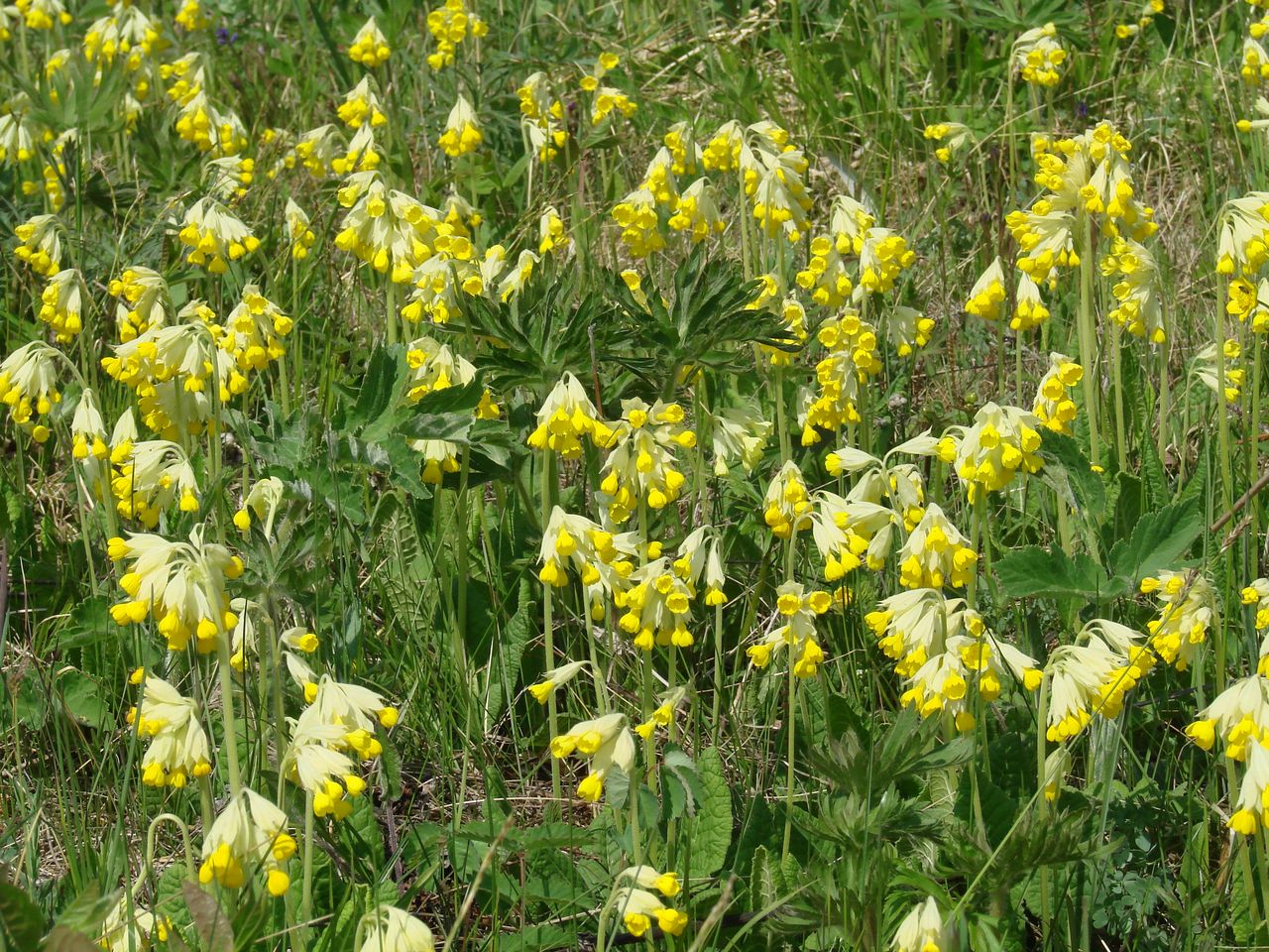 Image of Primula macrocalyx specimen.