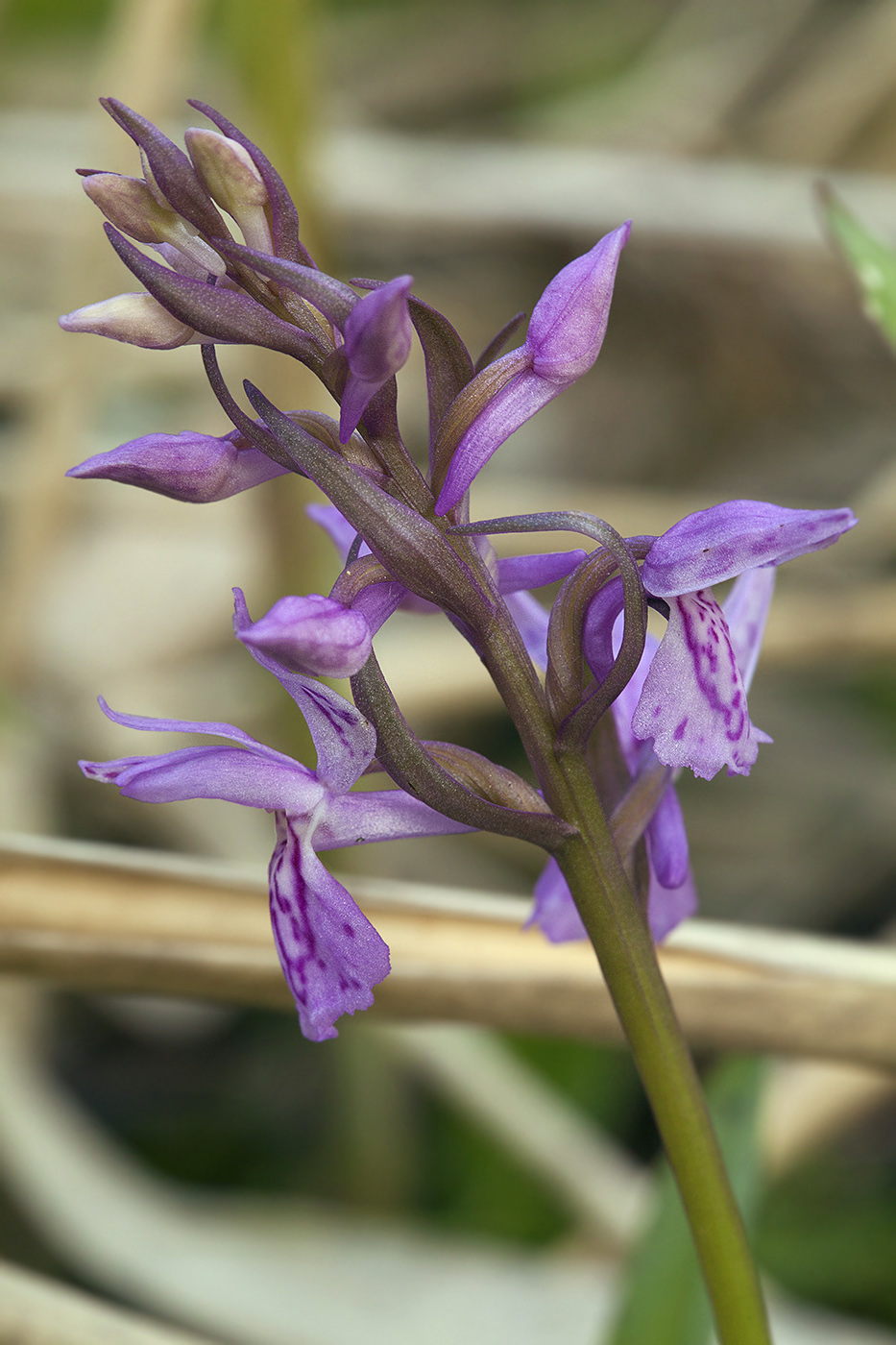 Изображение особи Dactylorhiza traunsteineri.