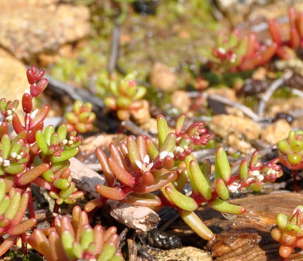 Image of Sedum microcarpum specimen.