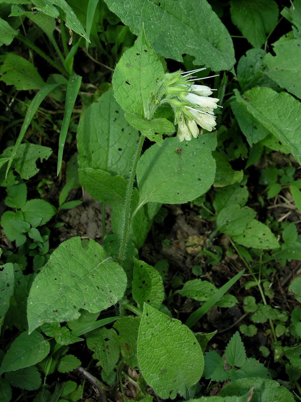 Изображение особи Symphytum grandiflorum.