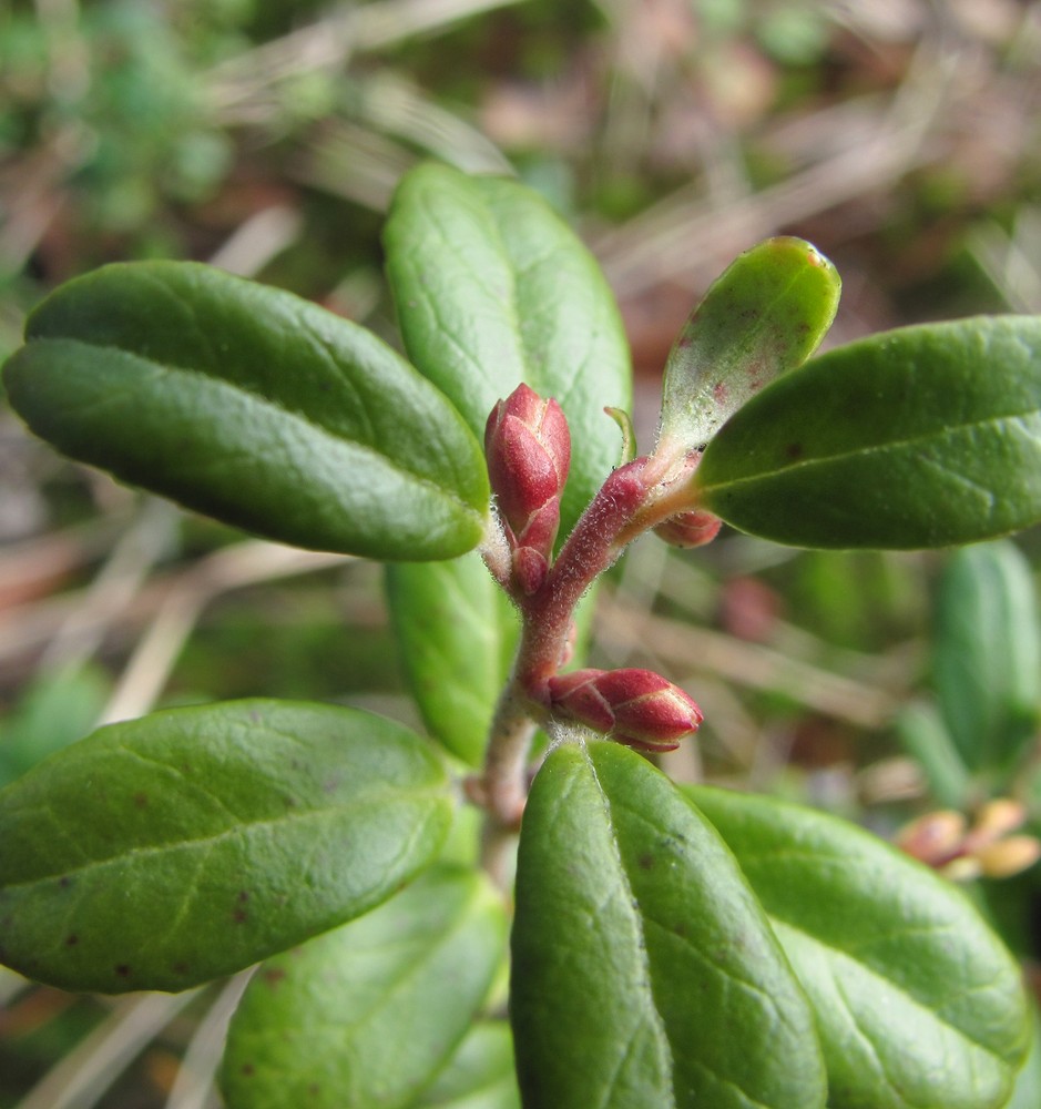 Image of Vaccinium vitis-idaea specimen.