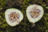 Ficus carica