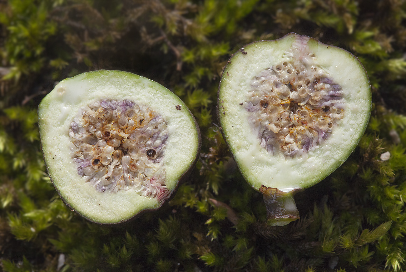 Изображение особи Ficus carica.