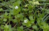 Stellaria neglecta