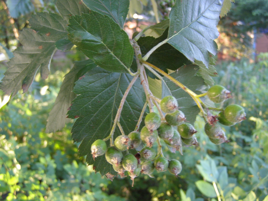 Изображение особи Sorbus intermedia.