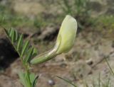 Vicia grandiflora. Верхушка цветущего растения. Дагестан, Кумторкалинский р-н, хр. Нарат-Тюбе. 24.04.2019.