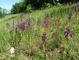 Anacamptis morio subspecies caucasica. Цветущие растения. Крым, окр. Судака, гора Чатал-Кая, остепнённый склон на вершине горы. 16 мая 2019 г.