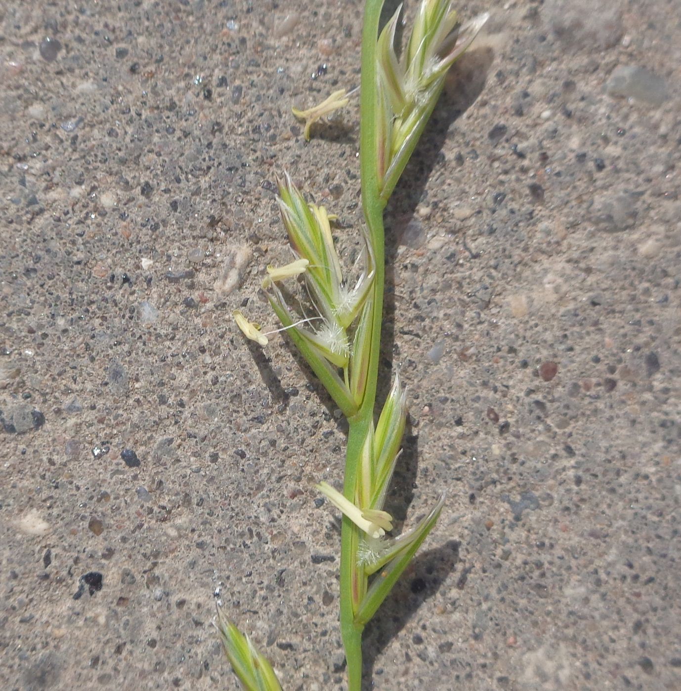 Image of Lolium perenne specimen.