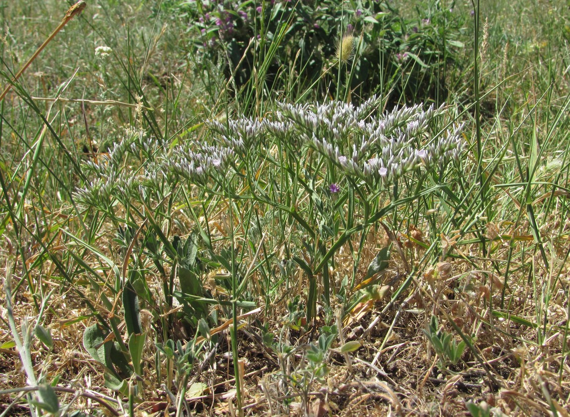 Image of Goniolimon tataricum specimen.