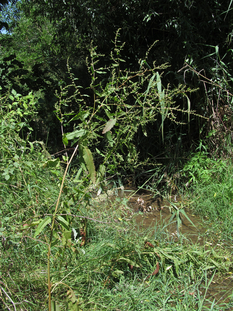 Image of Rumex conglomeratus specimen.