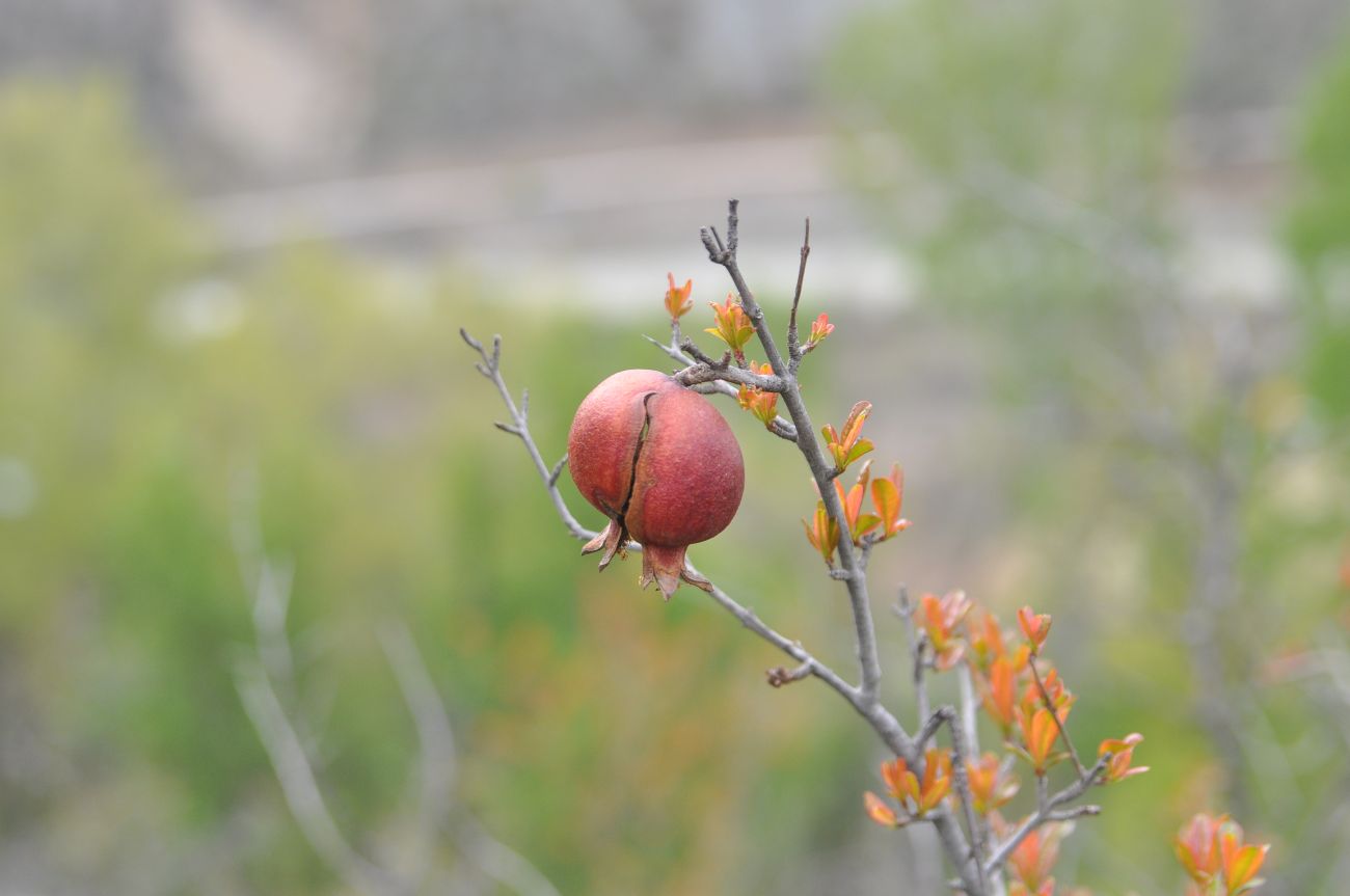 Image of Punica granatum specimen.