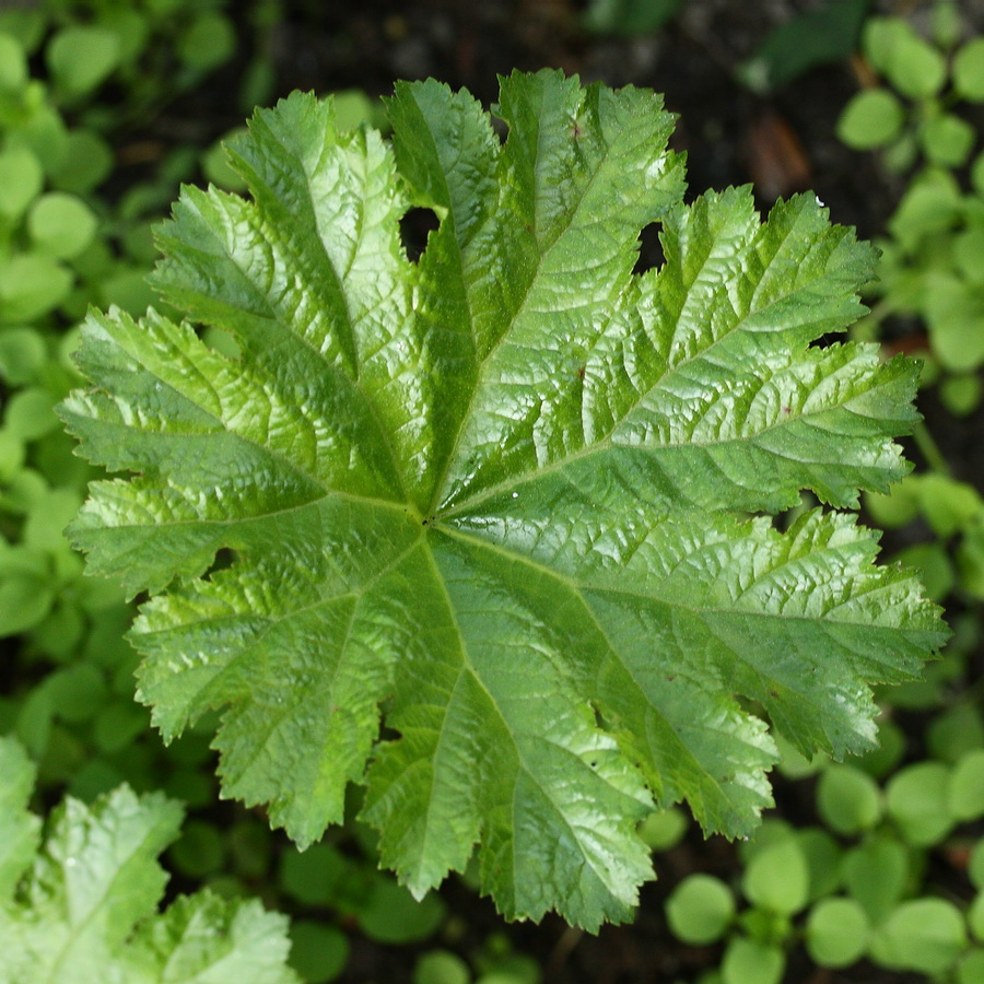 Image of Darmera peltata specimen.