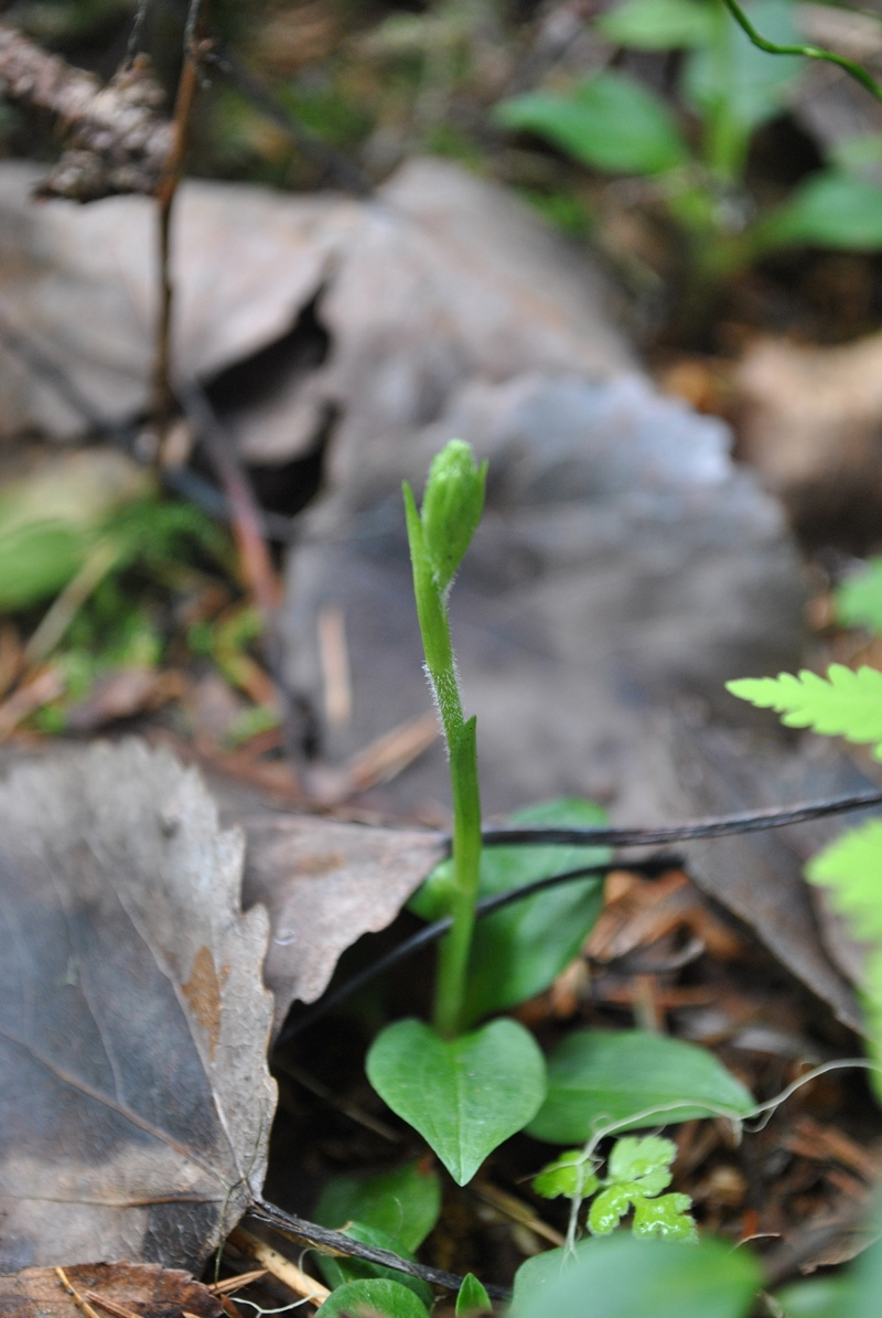 Image of Goodyera repens specimen.