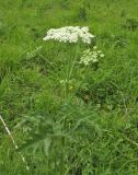 Heracleum dissectum. Верхушка цветущего растения. Алтай, Онгудайский р-н, пер. Семинский, крупнотравный субальпийский луг среди кедрового редколесья. 11 июля 2019 г.