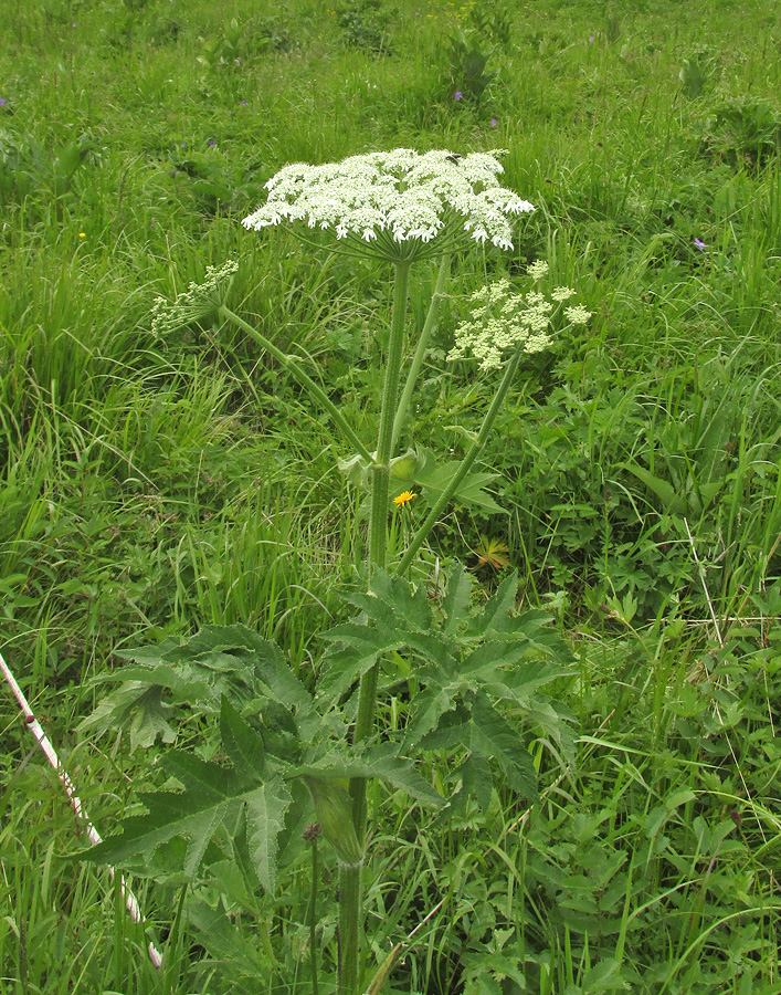 Image of Heracleum dissectum specimen.