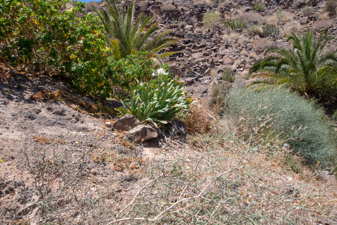 Изображение особи Pancratium canariense.