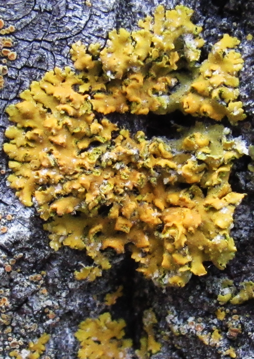 Image of Oxneria fallax specimen.