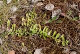 Veronica officinalis. Вегетирующее растение. Ленинградская обл., Кингисеппский р-н, окр. дер. Урмизно близ охоторыболовной базы \"Динамо\", вырубка на месте сосняка на приморских песках, замшелая обочина дороги. 18.05.2019.