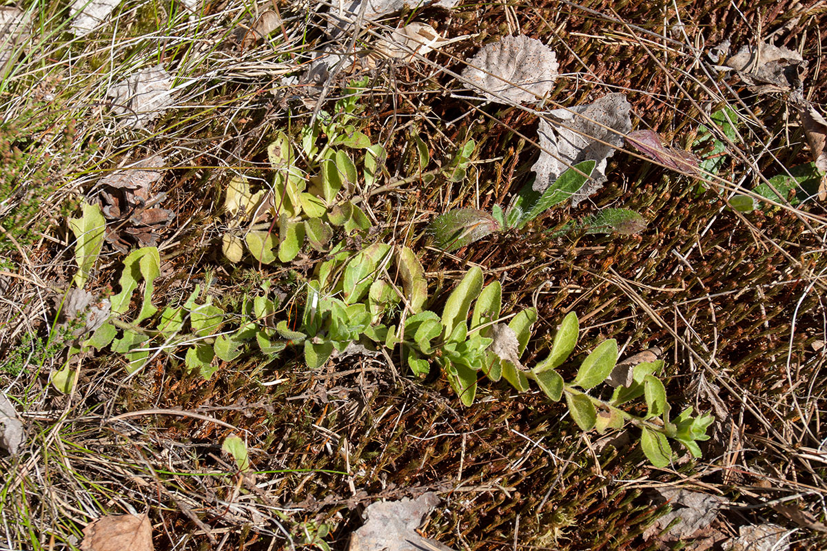 Изображение особи Veronica officinalis.