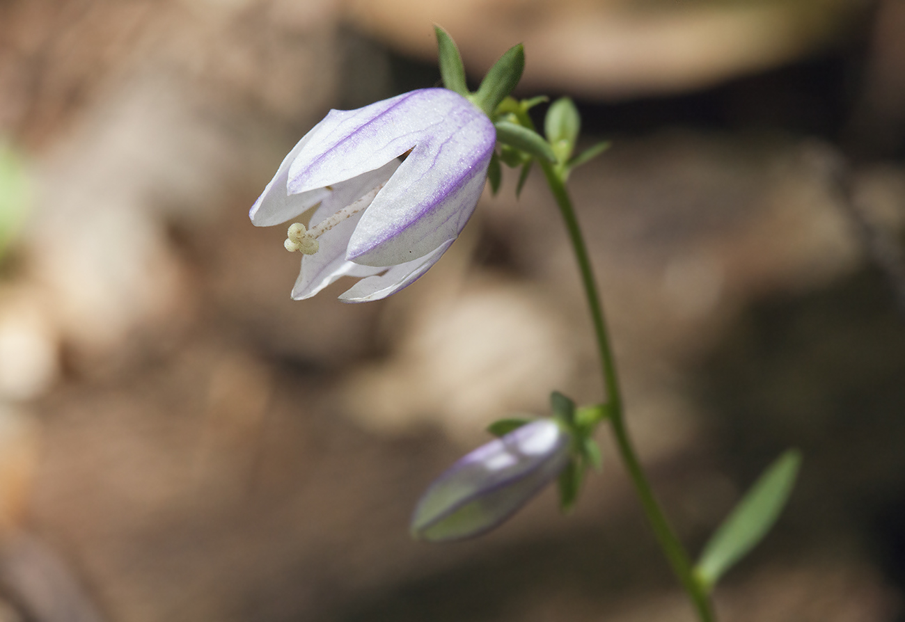 Image of Campanula rapunculoides specimen.