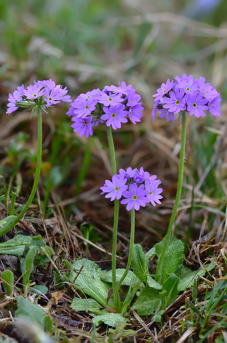 Изображение особи Primula algida.