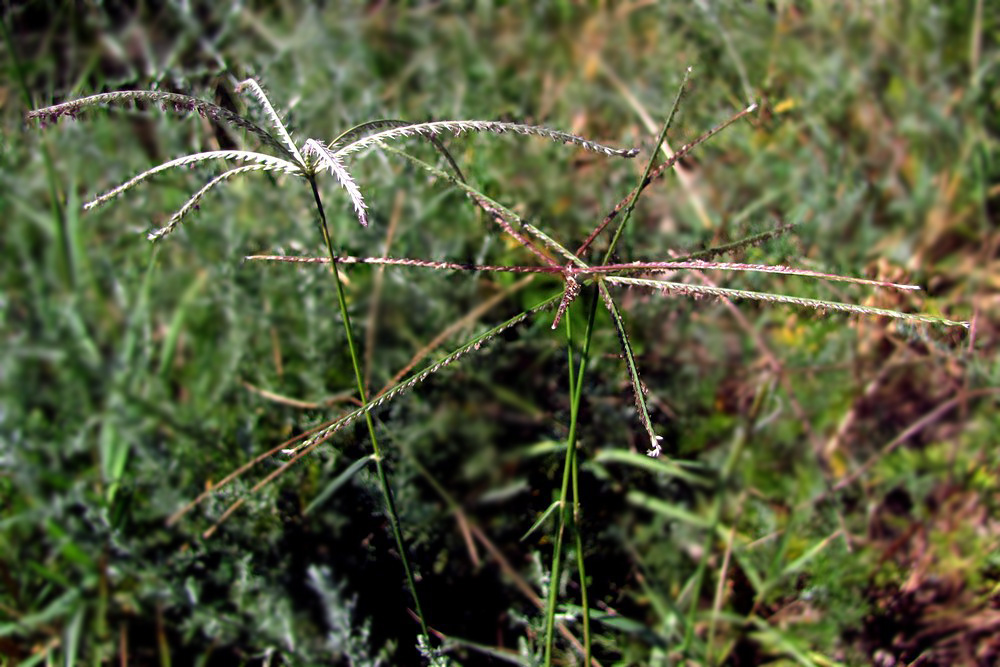 Image of Cynodon dactylon specimen.