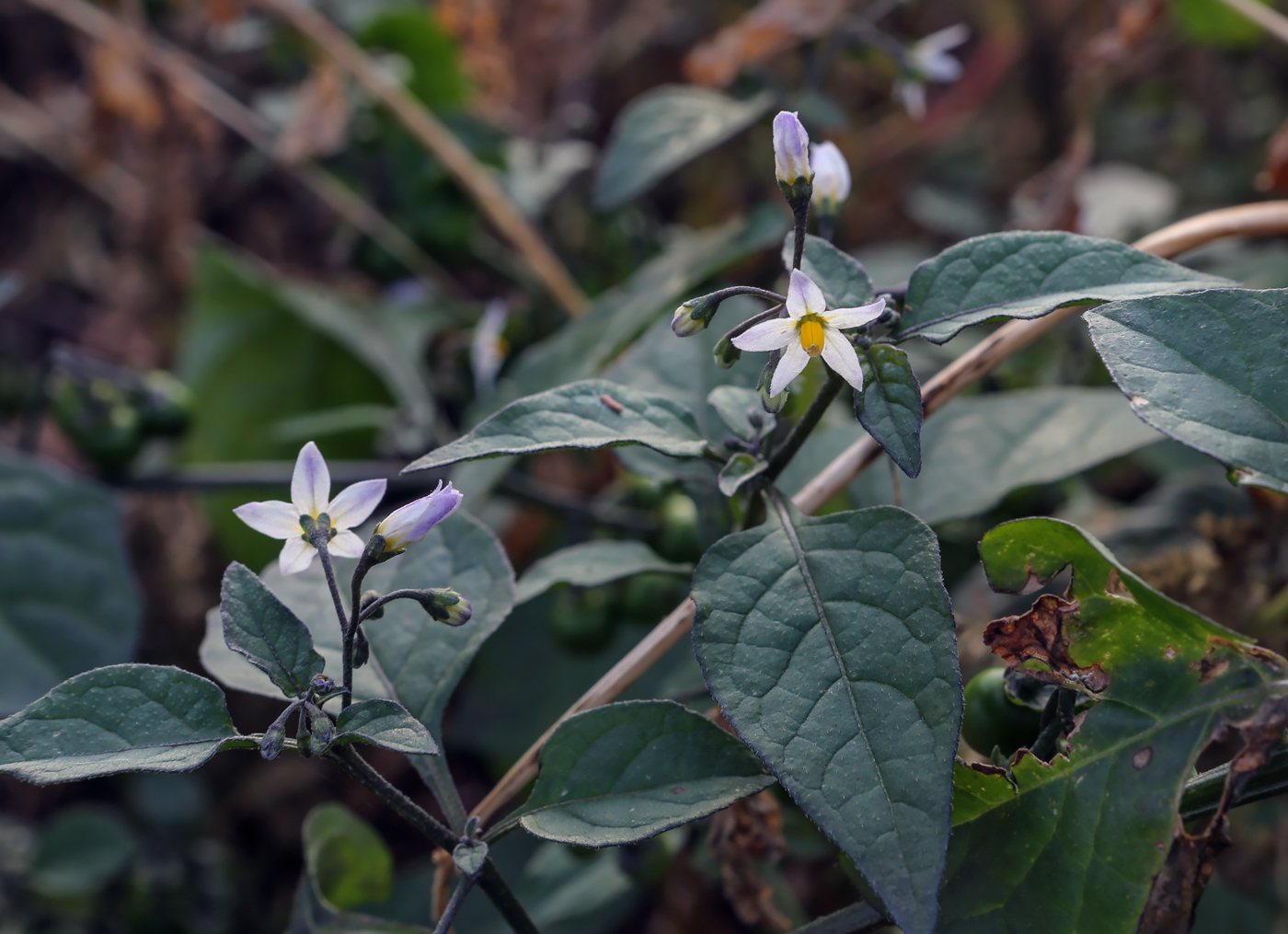 Изображение особи Solanum nigrum.