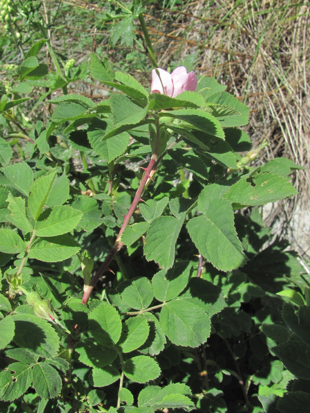 Image of genus Rosa specimen.