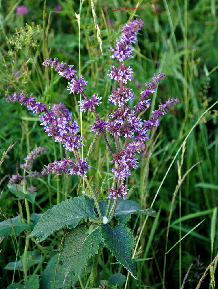 Изображение особи Salvia verticillata.