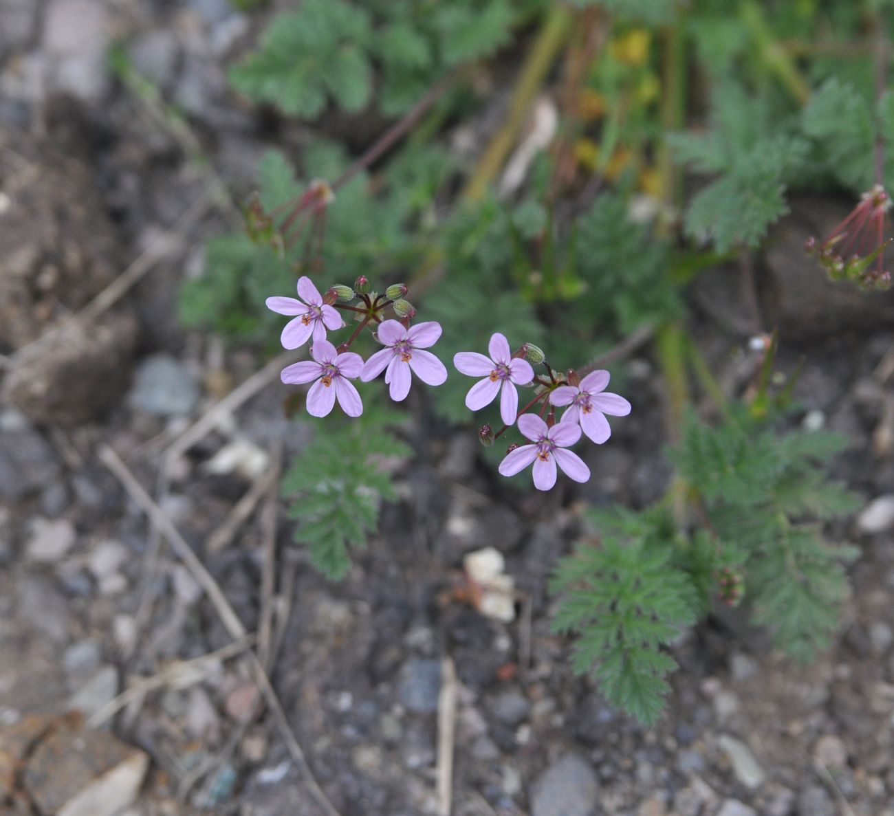 Изображение особи род Erodium.