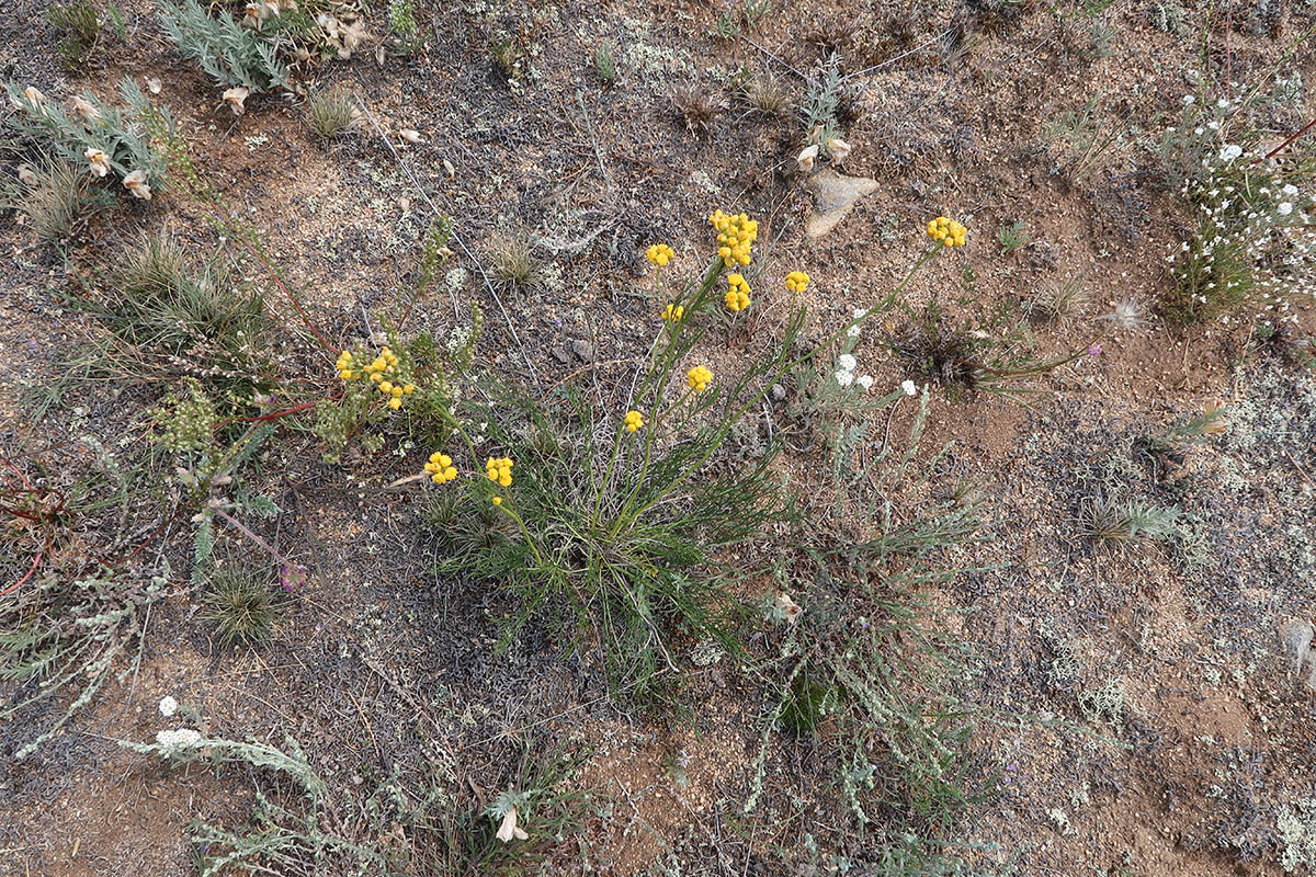 Image of Filifolium sibiricum specimen.