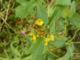 Lysimachia vulgaris