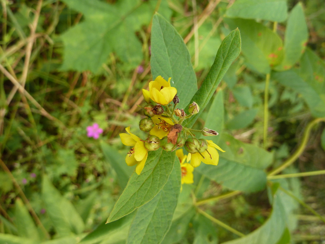 Image of Lysimachia vulgaris specimen.