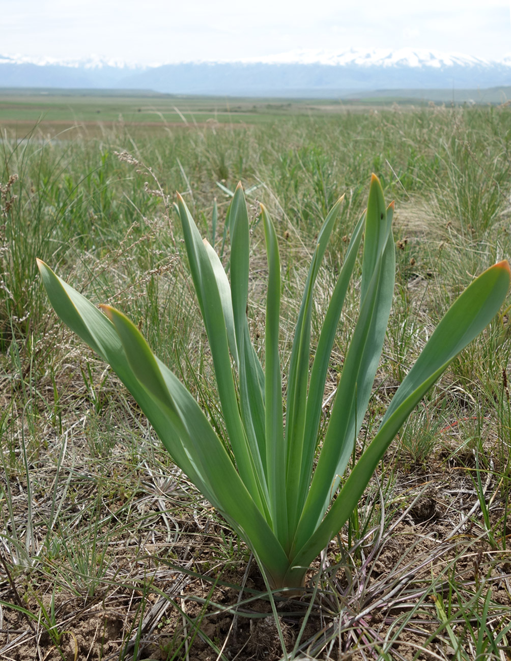 Изображение особи род Eremurus.