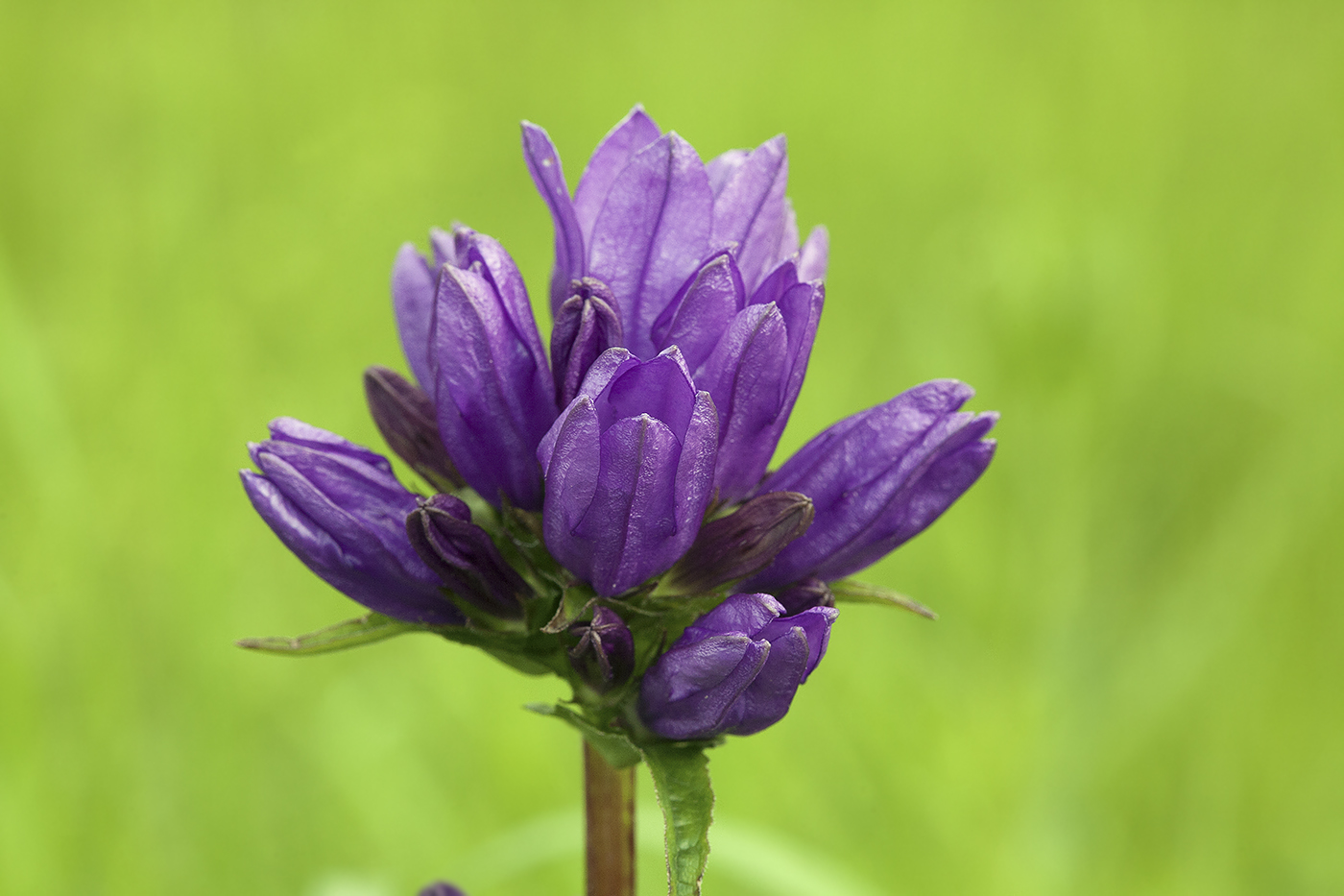 Изображение особи Campanula glomerata.