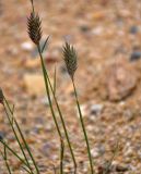 Agropyron kazachstanicum. Верхушки побегов с соцветиями. Алтай, Кош-Агачский р-н, долина р. Кызыл-Чин, ≈ 1700 м н.у.м., горная полупустыня. 12.06.2019.