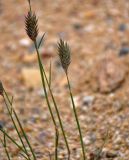 Agropyron kazachstanicum