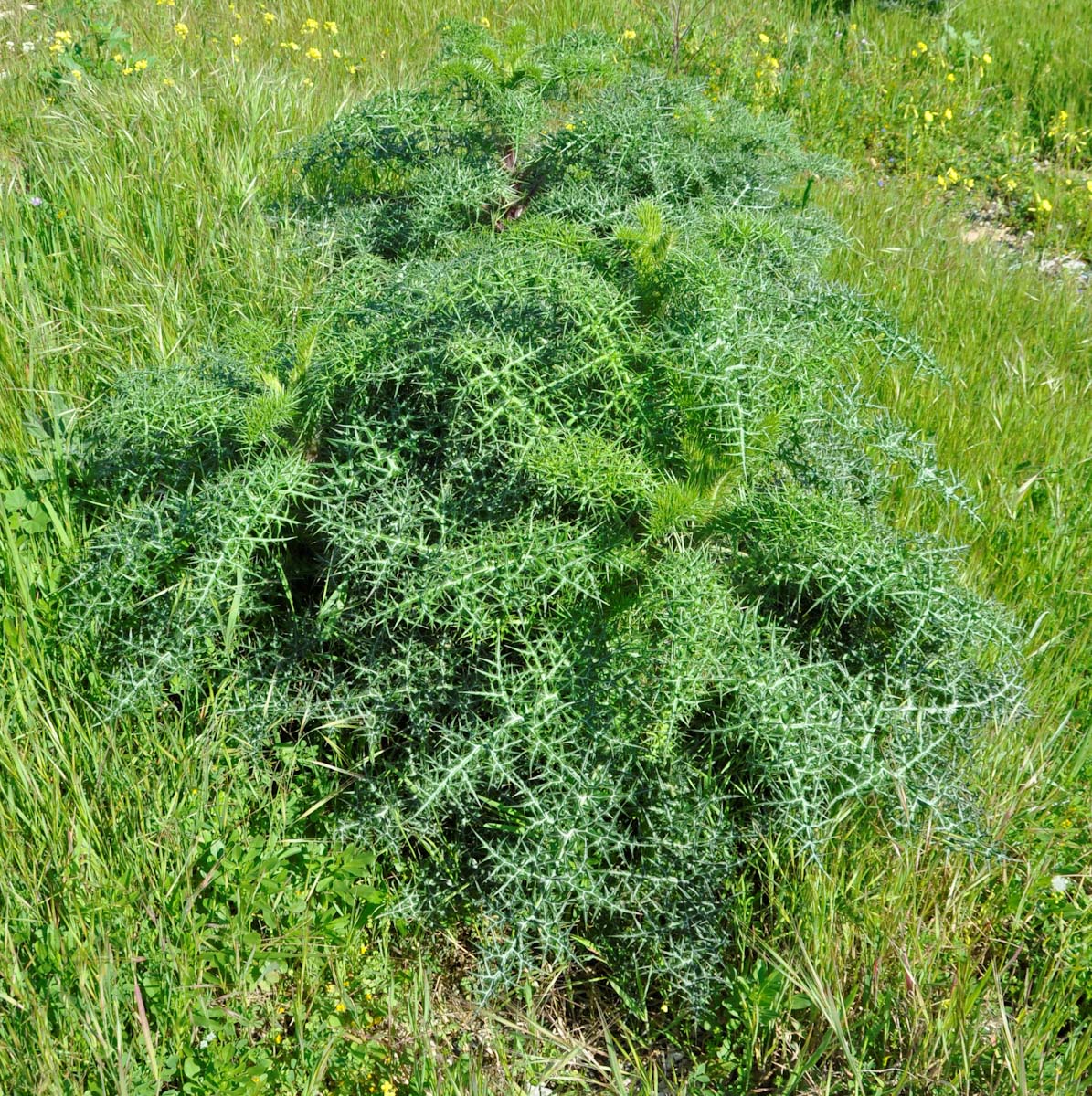 Изображение особи Echinops spinosissimus.