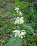 Lamium turkestanicum