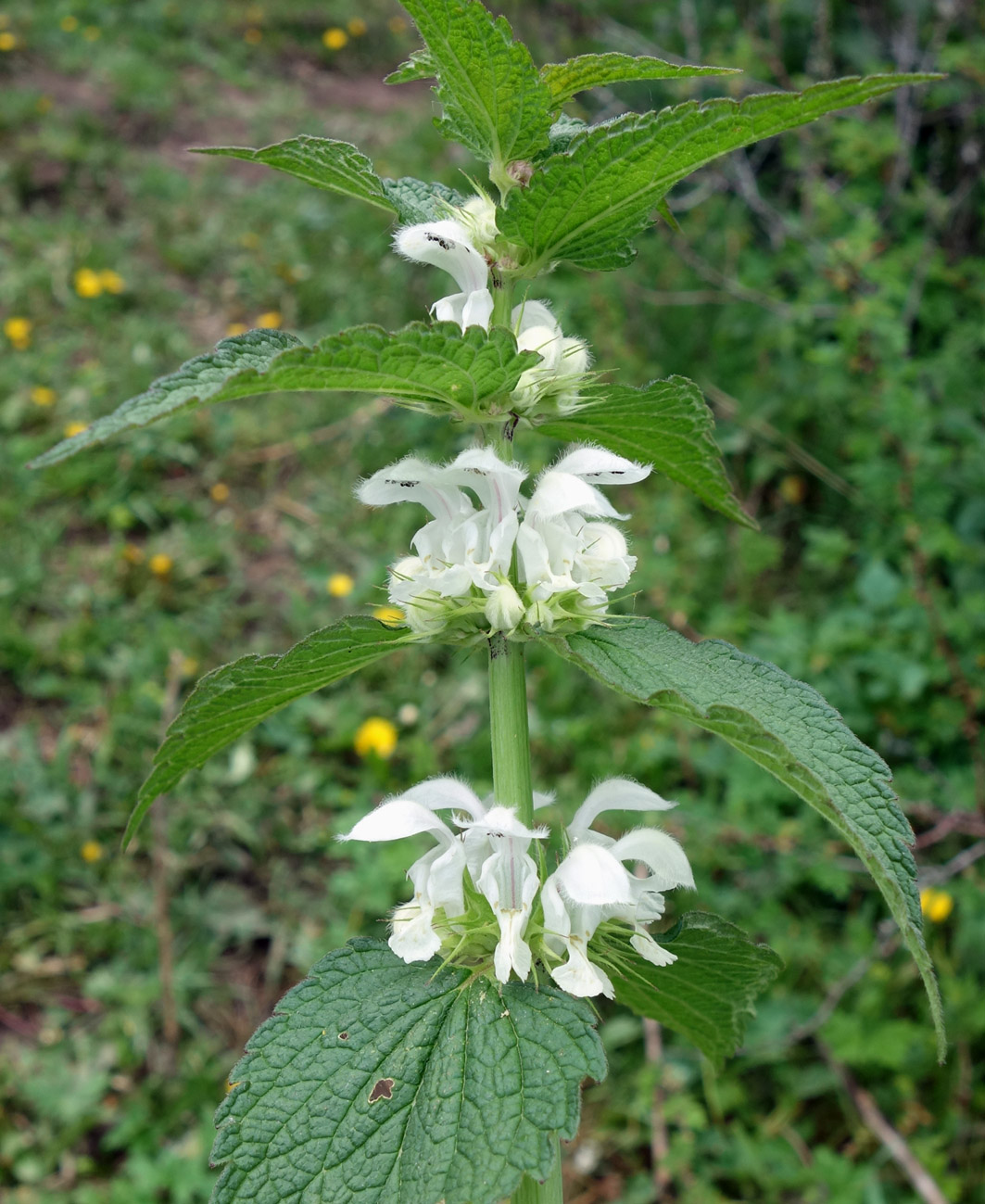 Изображение особи Lamium turkestanicum.