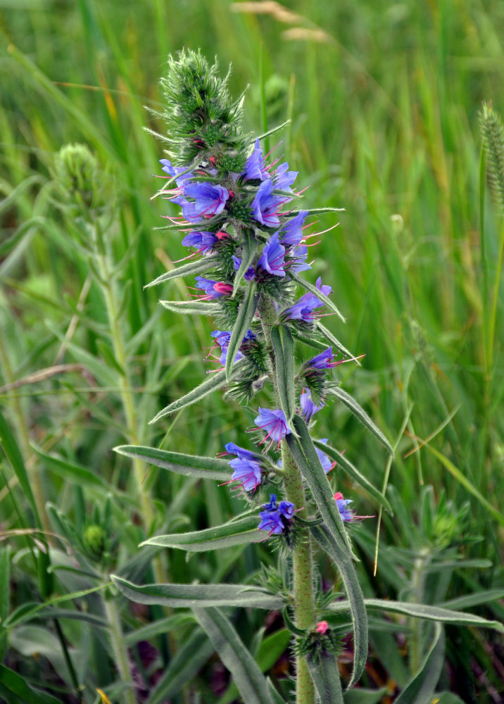 Изображение особи Echium vulgare.