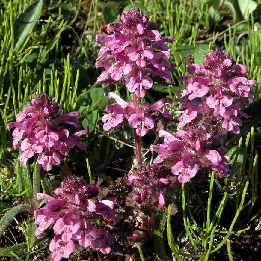 Image of Pedicularis verticillata specimen.