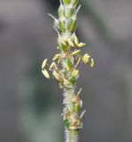 Plantago albicans