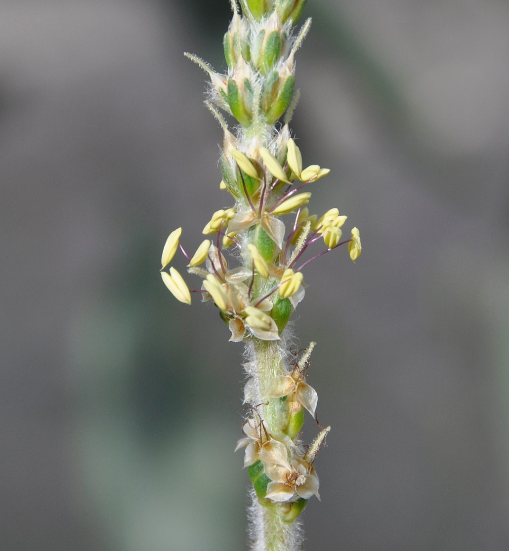 Изображение особи Plantago albicans.