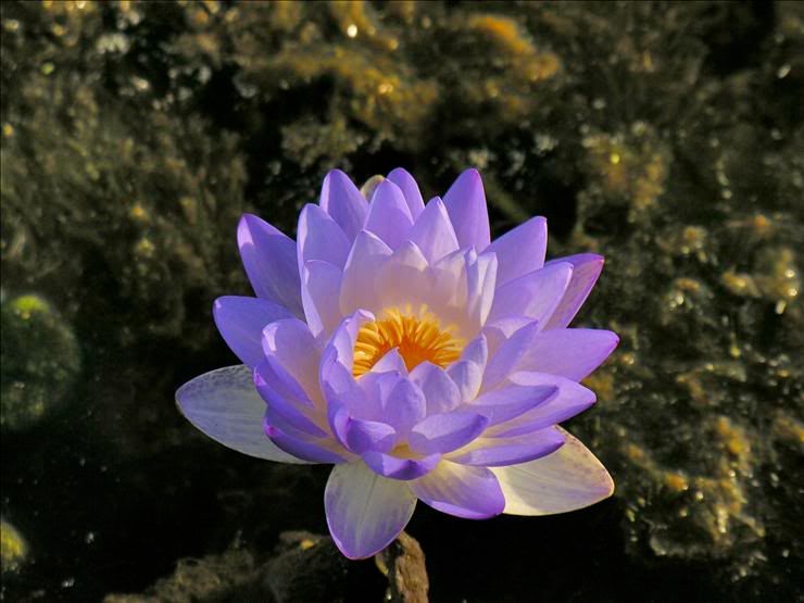 Изображение особи Nymphaea nouchali var. caerulea.