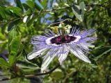 Passiflora caerulea