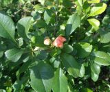 Chaenomeles japonica. Побеги с бутонами. Тверская обл., г. Тверь, Заволжский р-н, пос. Киселёво, около частного дома. 1 сентября 2019 г.